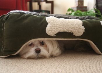 Si tienes mascotas con miedo a los petardos, estos son los consejos del veterinario ante las próximas Fallas