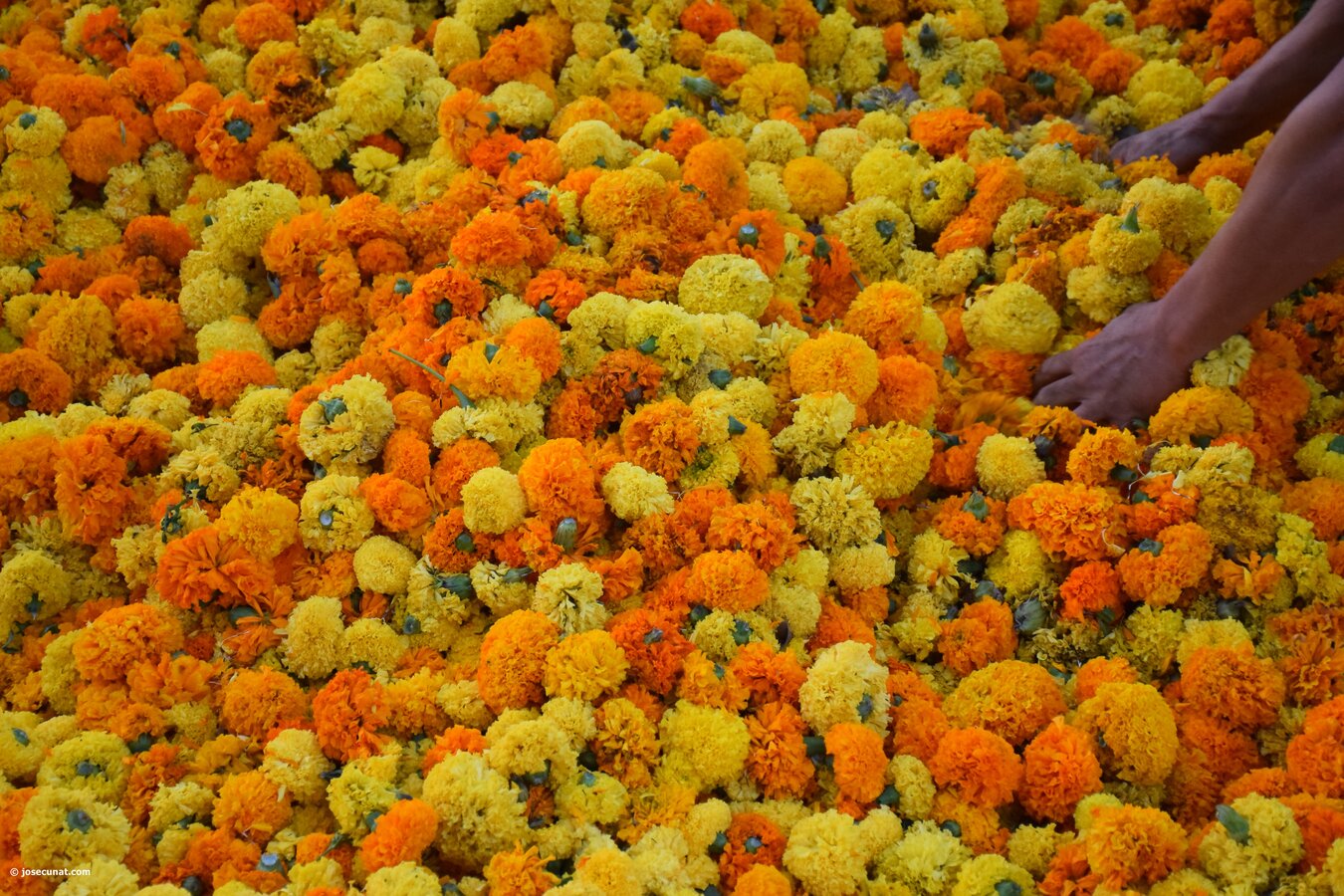 Batalla de Flores de Valencia del 2018