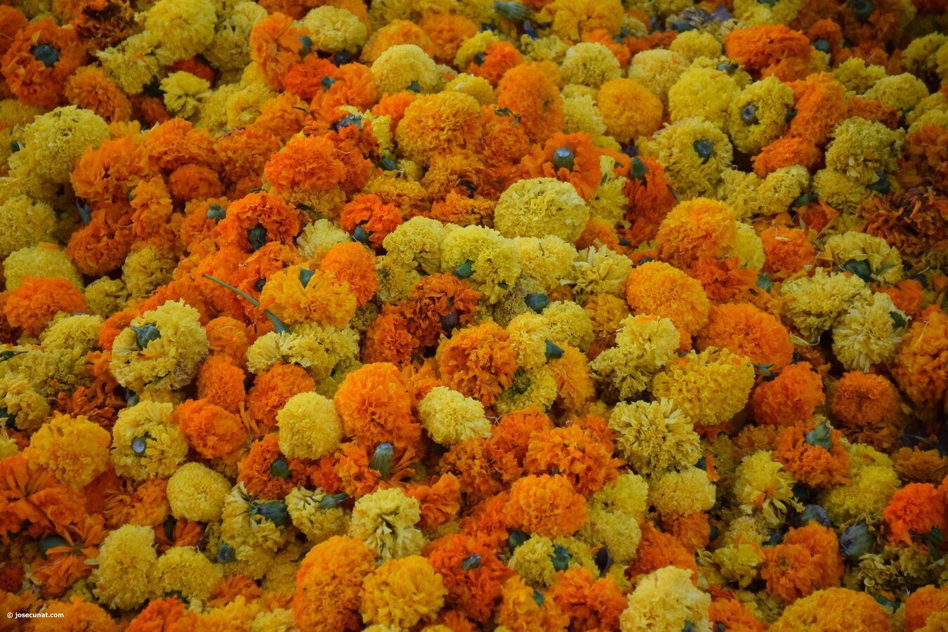 Batalla de Flores de Valencia del 2018